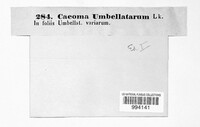 Puccinia tumida image